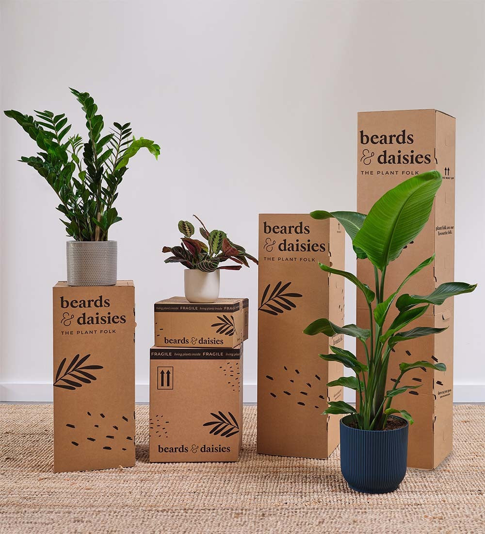 Alocasia Lauterbachiana