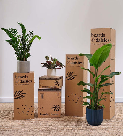 Alocasia Lauterbachiana