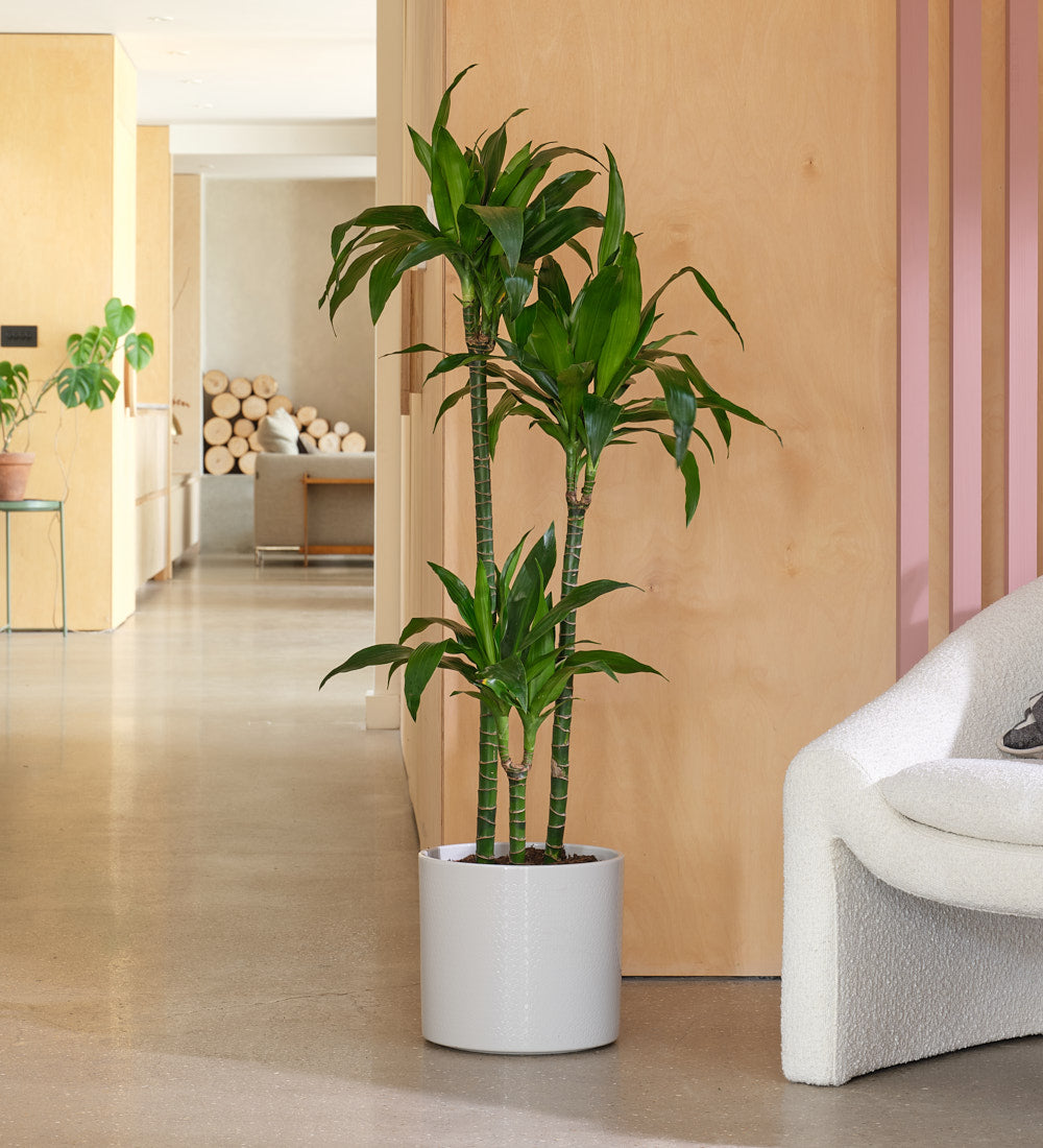 Dracaena Fragrans Steudneri