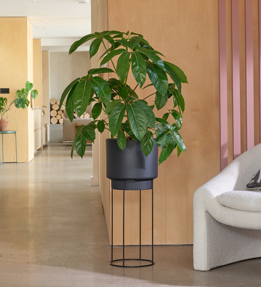Schefflera Amata