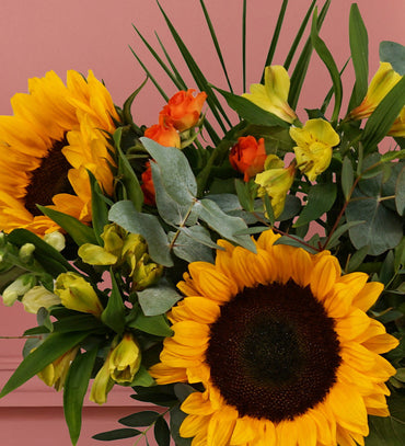 Sunflower Fields