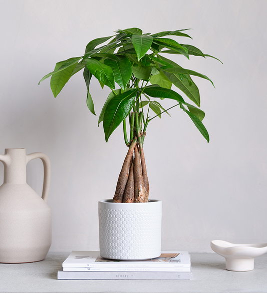 Money Tree & Pot