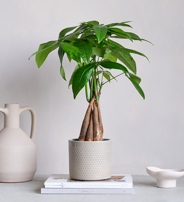 Money Tree & Pot